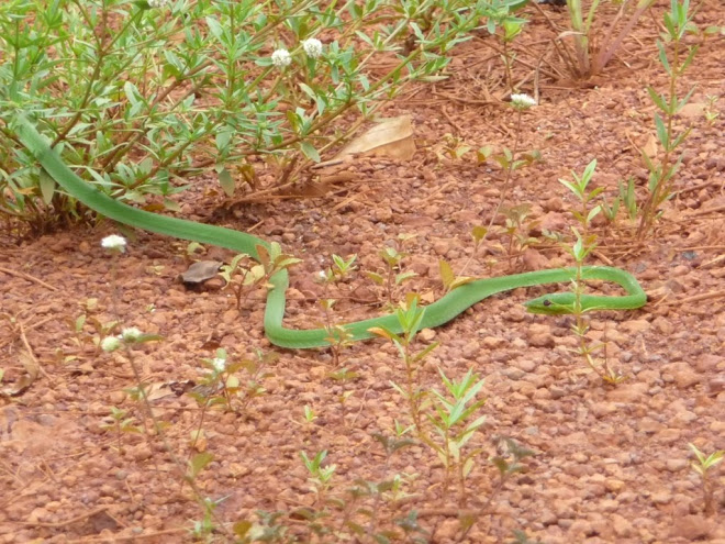 site rencontre mamba