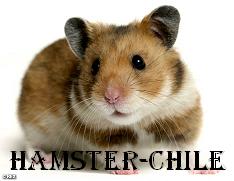 Hamster-Chile