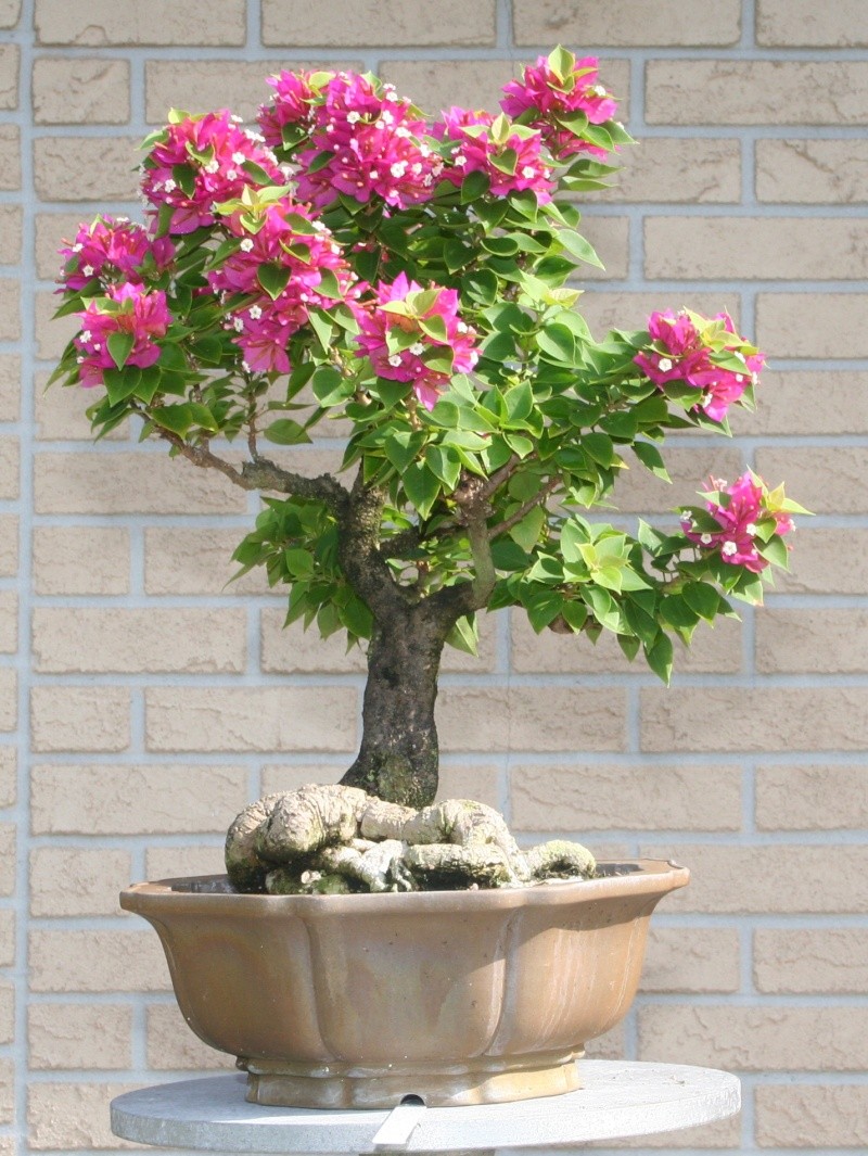 bougainvillea dwarf