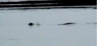 Cryptozoologie cryptozoology forum juillet 2011 vidéo Kelly Nash baie Nushagak Alaska 2009 cryptide marin cadborosaurus caddy