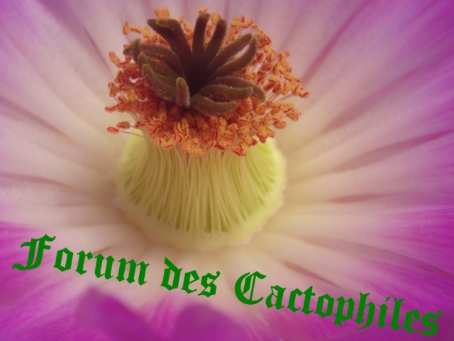 Forum dédié aux Cactus & Succulentes