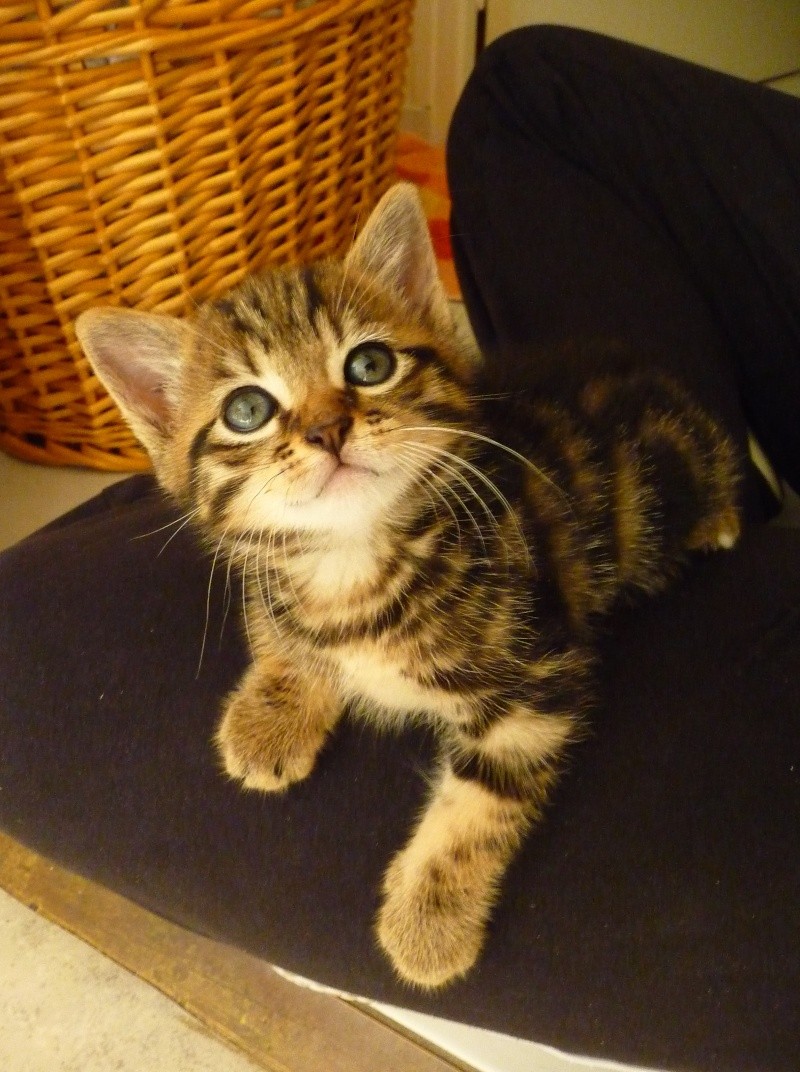 chat antibes