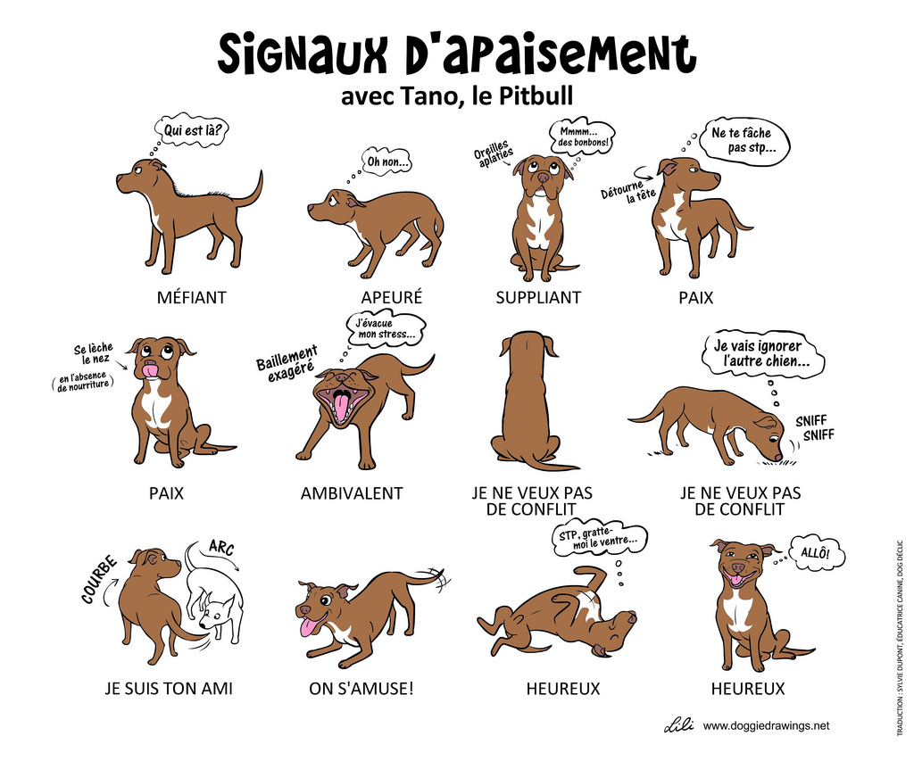 Signaux D Apaisement