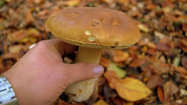 Résultat d’images pour champignos de saison