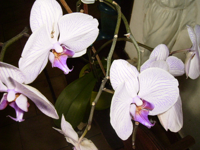 orchid14.jpg
