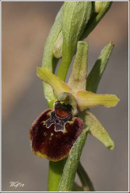 ophrys13.jpg