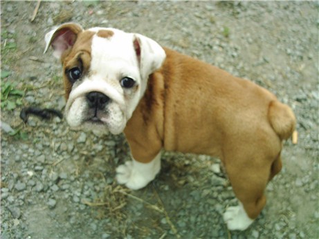 Signification rencontre animaux