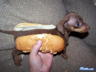 hotdog10.jpg