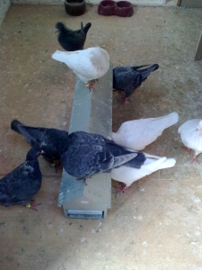 pigeon17.jpg