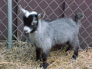 goat10.jpg