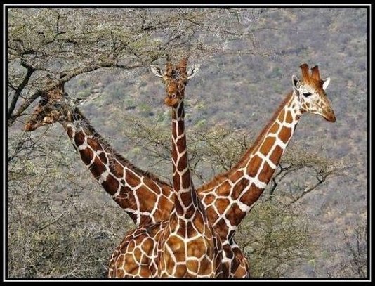 giraph10.jpg