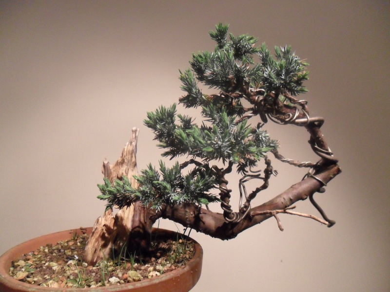 Needle Juniper