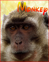 monkey10.png