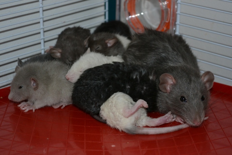 ratons14.jpg