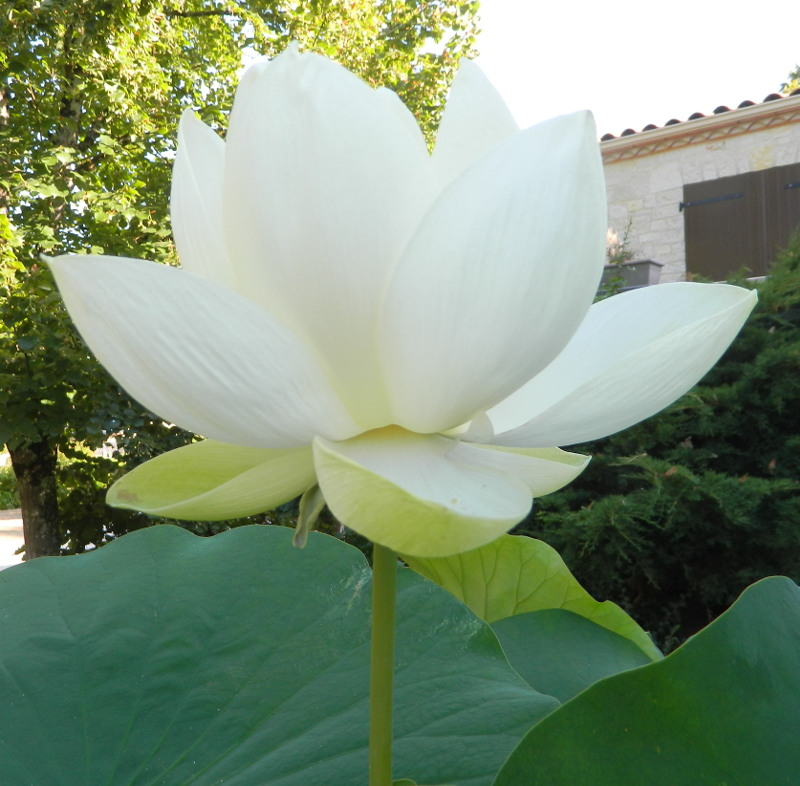 lotus211.jpg
