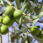 olives10.jpg