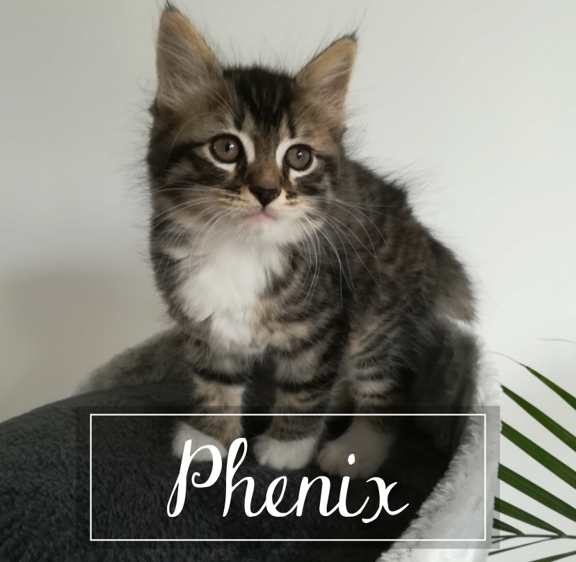 phenix10.png